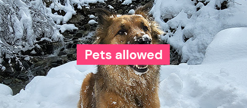 Pets Allowed